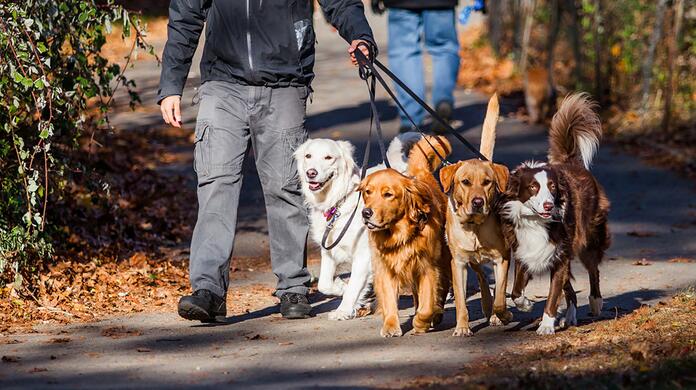 Persoon wandelt buiten met vijf honden aan de lijn op een herfstig pad.