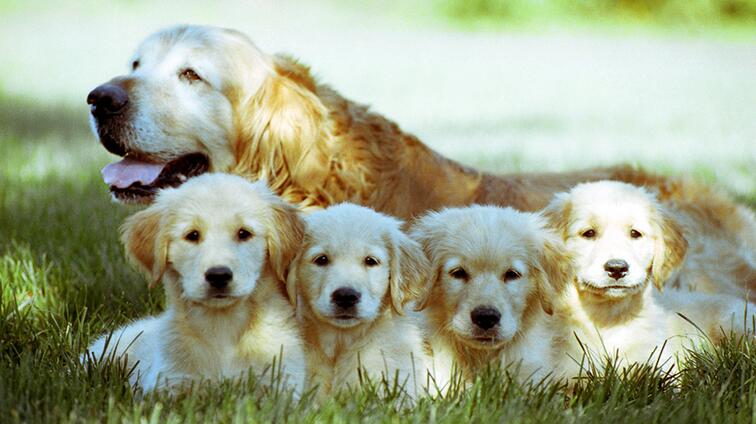 Golden retriever met vier puppy's liggend in het gras.