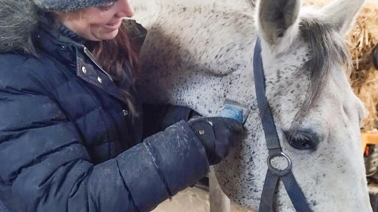 Persoon borstelt een wit paard in winterkleding.
