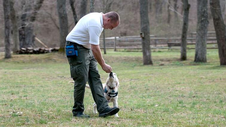 Man speelt met hond in bosrijk park.